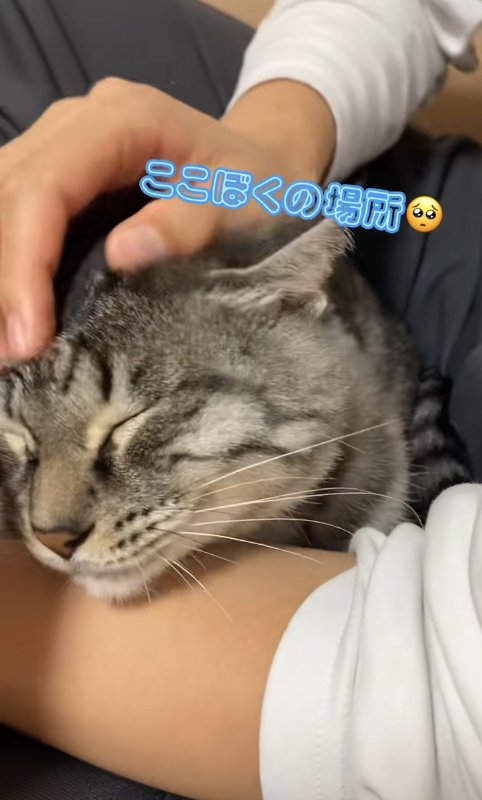 膝の上で撫でられている猫「ここぼくの場所」