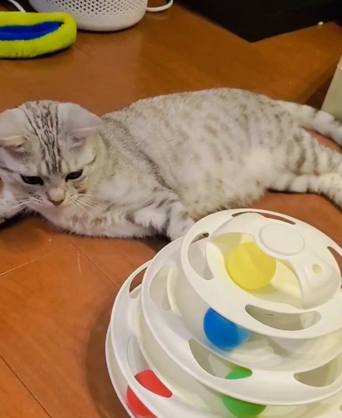 おもちゃで遊ぶ猫