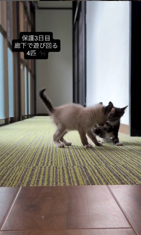 遊んでいる2匹の子猫