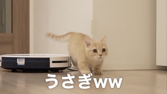 逃げ出す猫