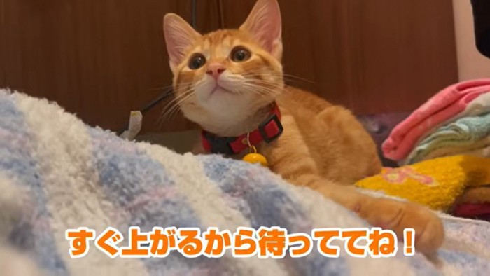 飼い主さんの方をじっと見つめる