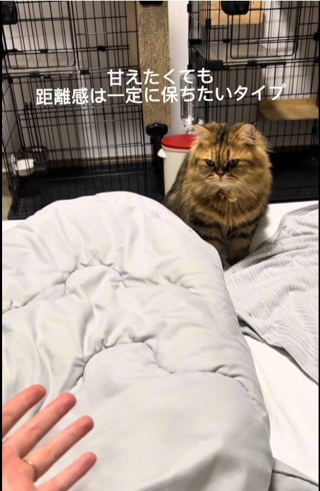 ベッドの上に座っている猫
