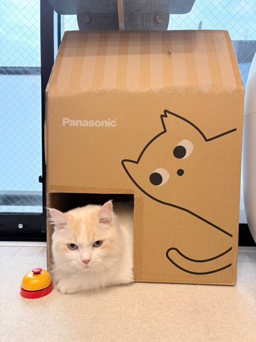 猫用ハウスに入っている猫