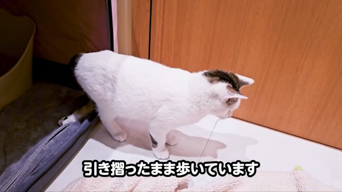 ケージから出てきた猫