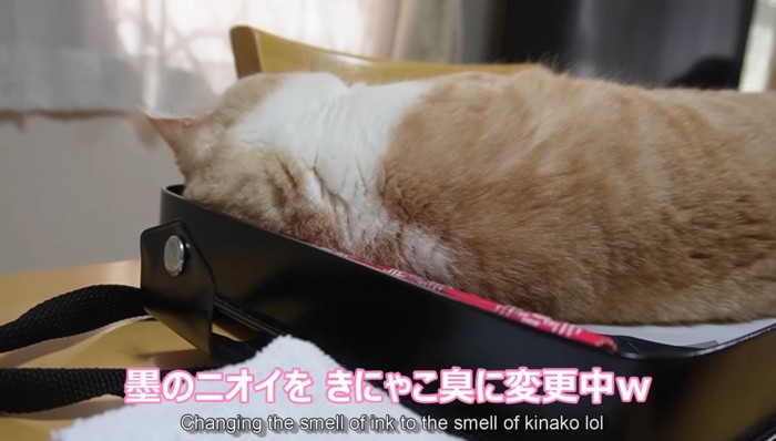 きにゃこ臭に変更中