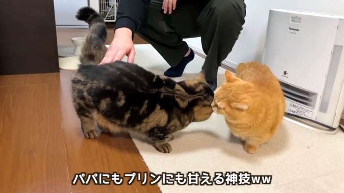 撫でられながらレッド系マンチカンにすり寄るブラウン系マンチカン