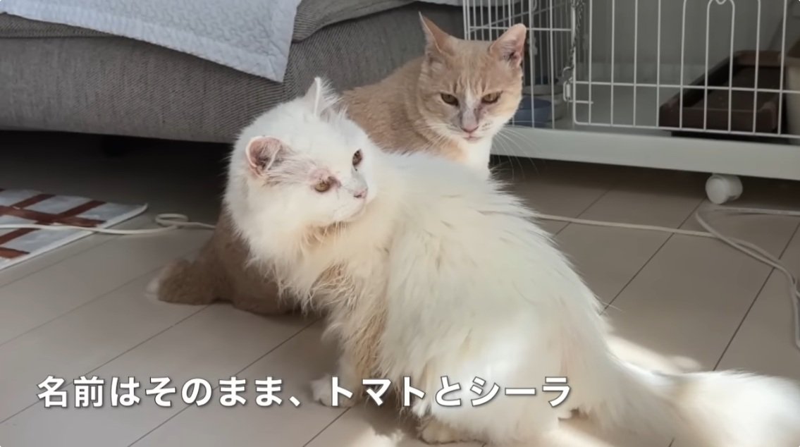 茶トラ猫と長毛種の猫