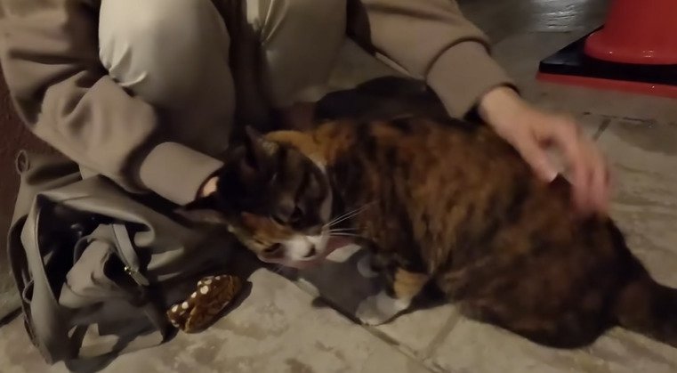 スリスリする猫