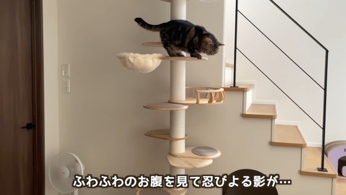 「ふわふわのお腹を見て忍び寄る影が…」