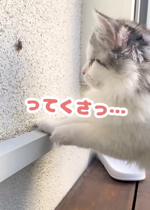 虫を見つめる猫