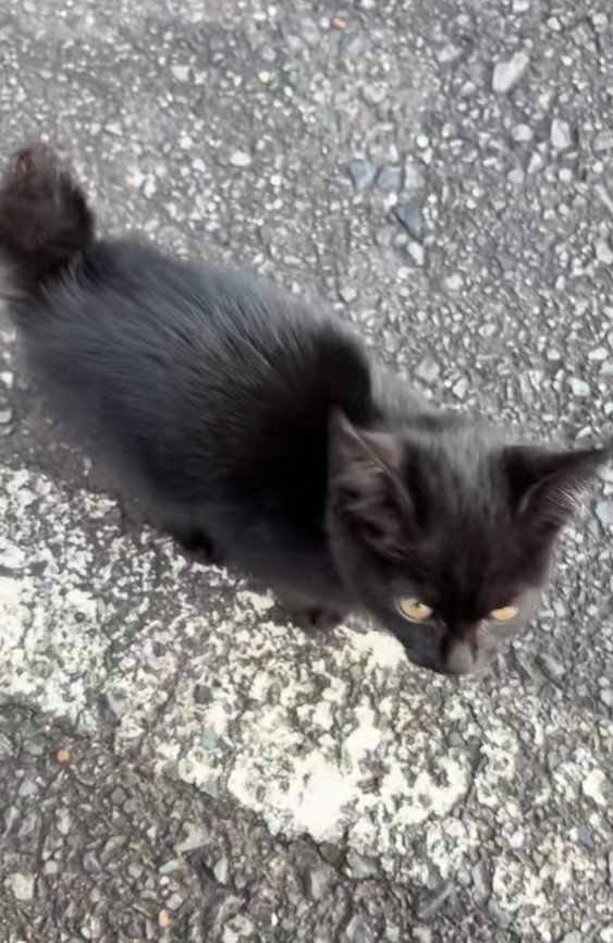 近寄ってきた黒猫