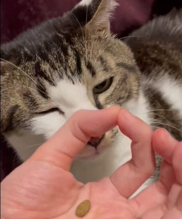 輪っかを見つめる猫