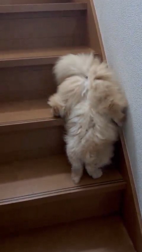 逆立ちになる猫