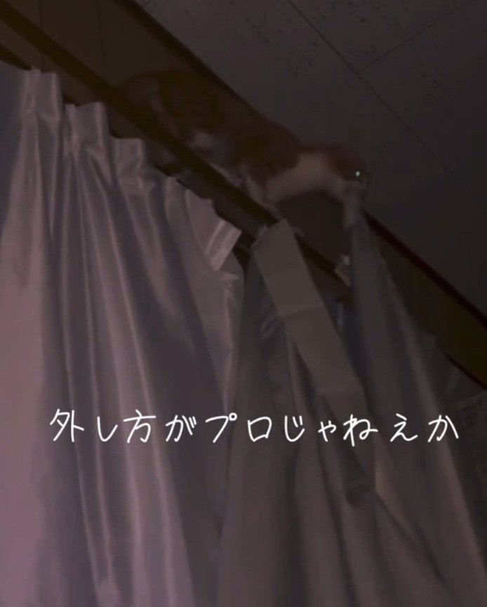 器用にカーテンを外すこっちゃん