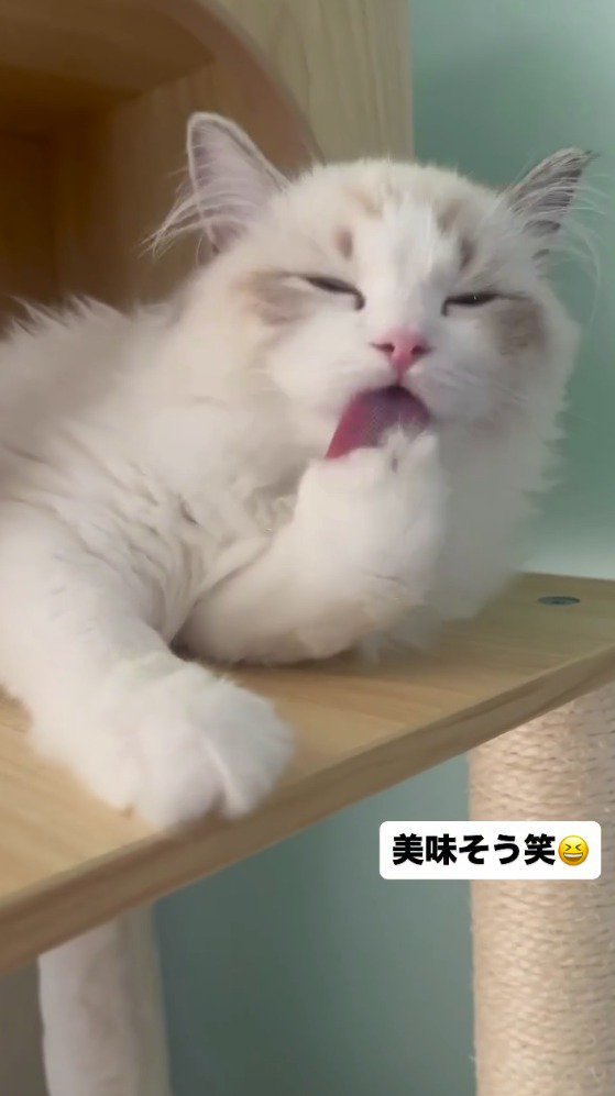 自分の肉球を舐める猫