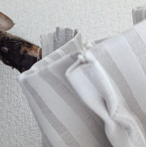 カーテンに触れる猫の前足