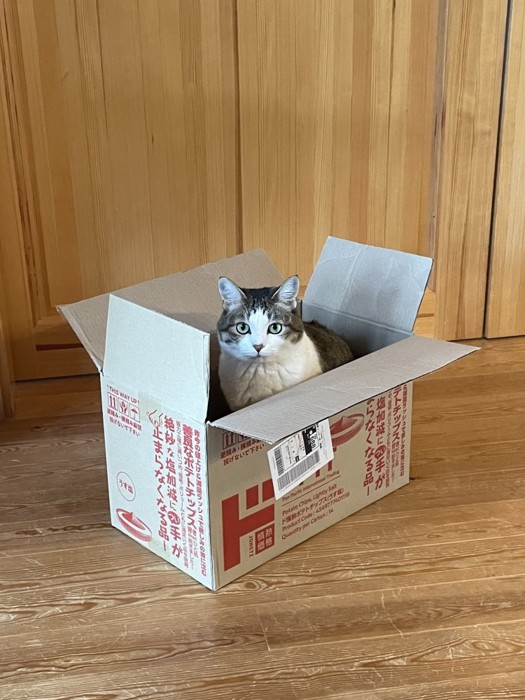 箱に入る猫