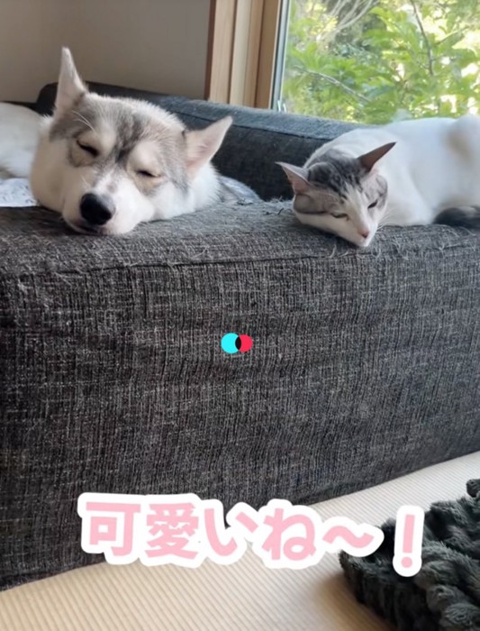 一緒に眠る猫と犬