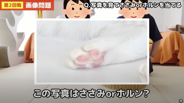 猫の肉球の画像