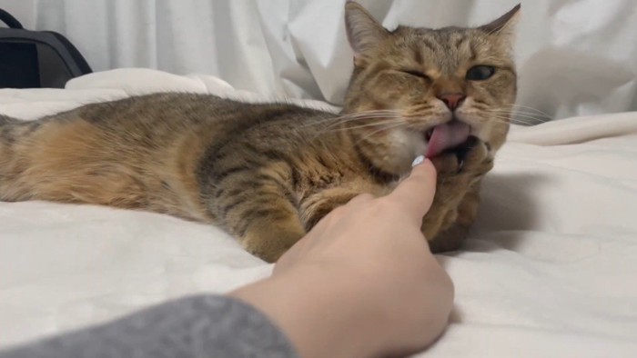 寝転がりながら毛づくろい