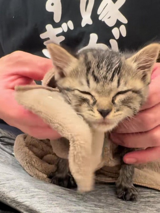 体を拭かれる子猫