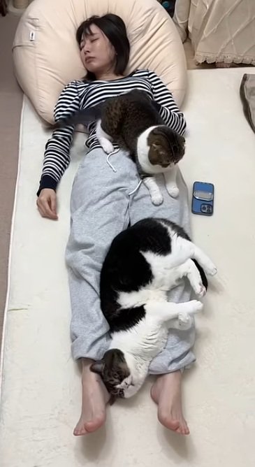 眠っているママの上でくつろいでいる猫