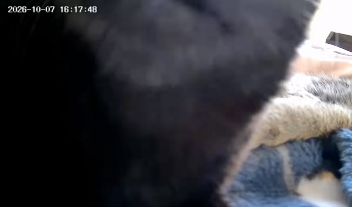 カメラに映る黒い影