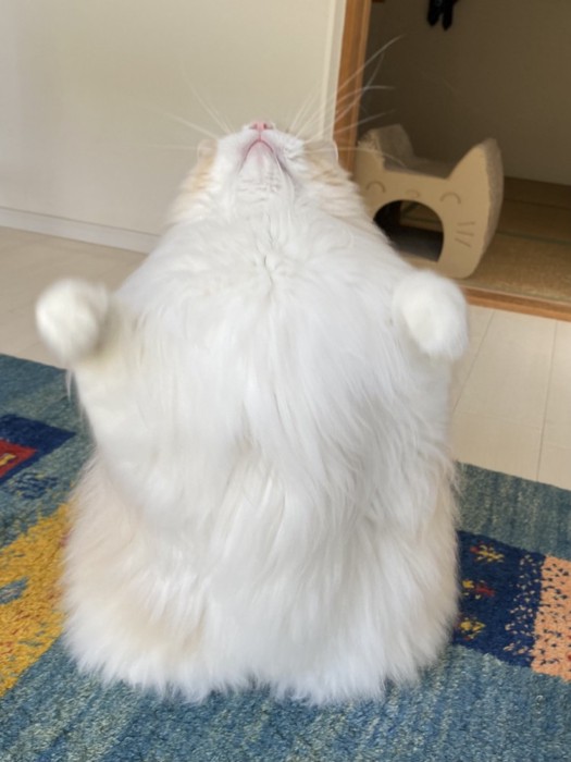 上向きで立つ猫
