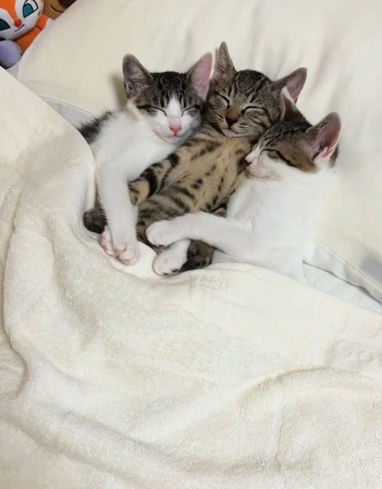 抱き合いながら寝る猫