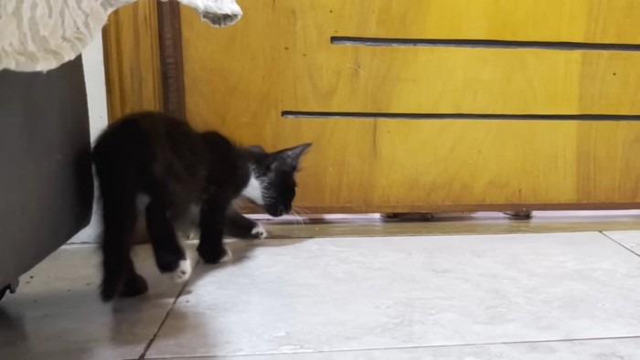 ドア下の隙間を見る子猫