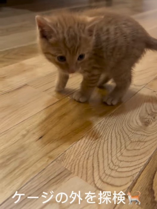 立っている子猫