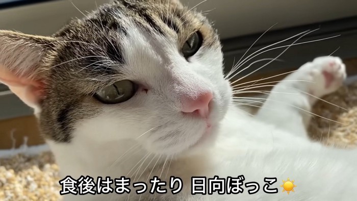 食後はまったり日向ぼっこ