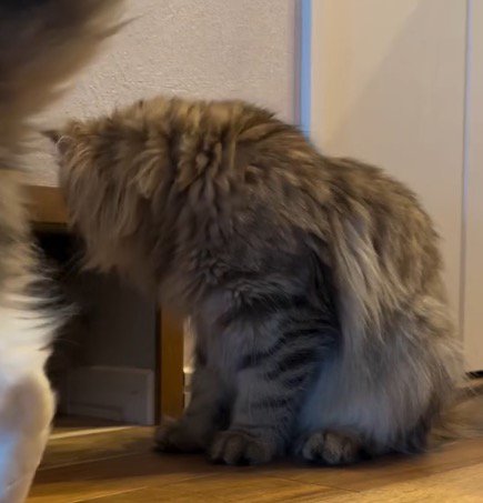 通路の中を見つめるキジトラ柄の猫