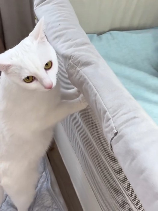 カメラの方を見る猫