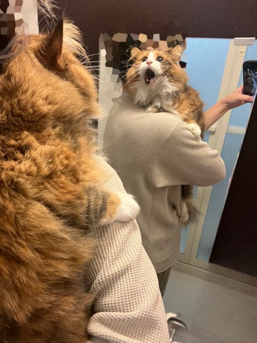 絶叫する猫の様子