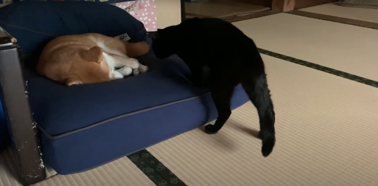 柴犬が寝ているクッションの上に前足を乗せる黒猫