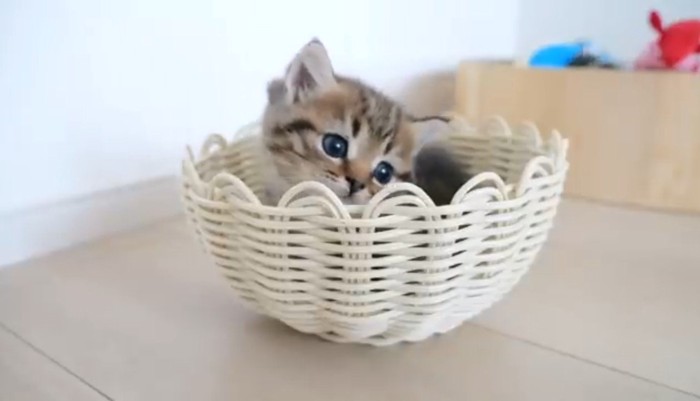 籠の中にいる子猫