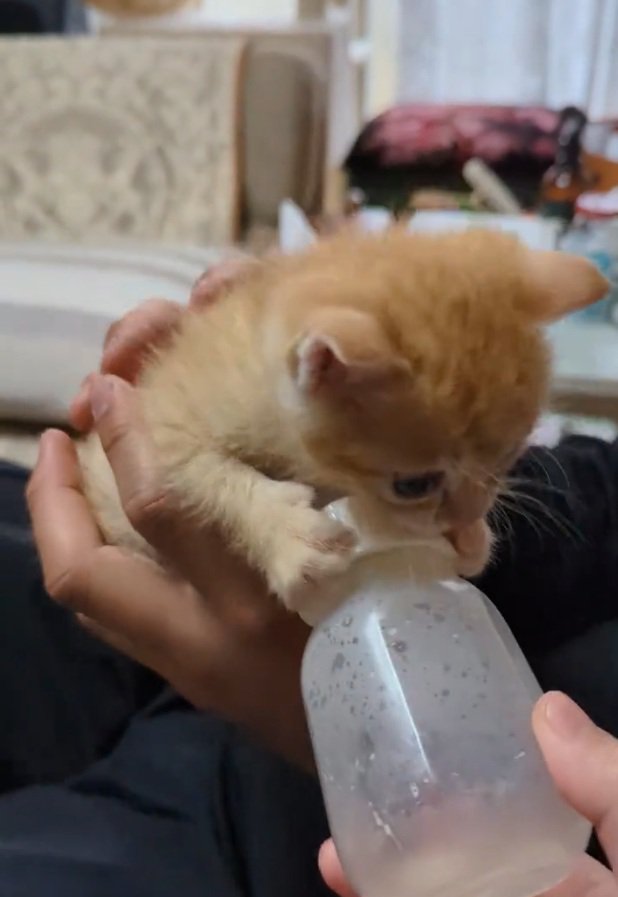 哺乳瓶を噛むチャッピーくん