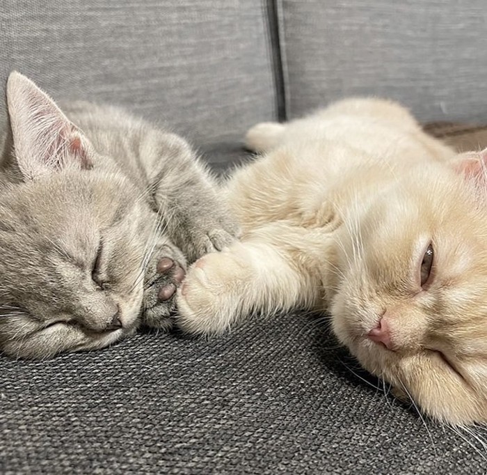 ソファで眠る2匹のマンチカン