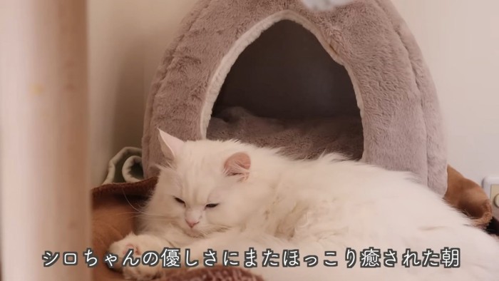 テロップ「シロちゃんの優しさに~」