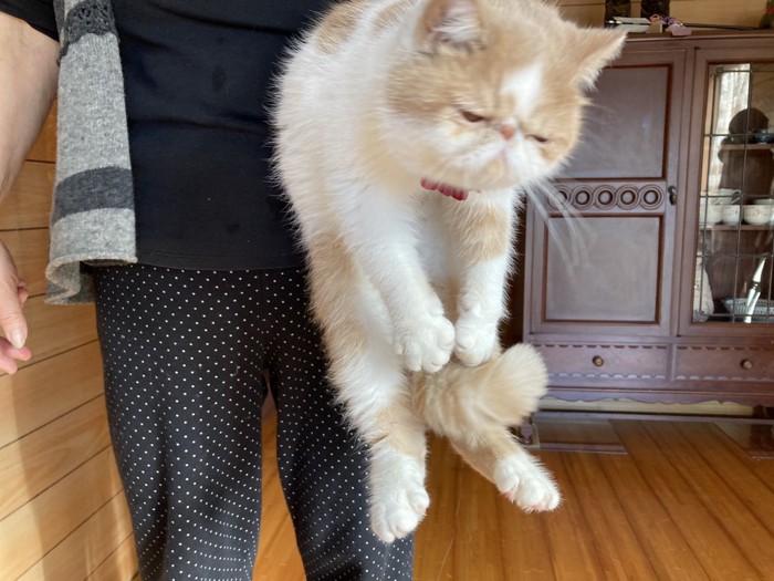 おばあちゃんにつかまれている猫