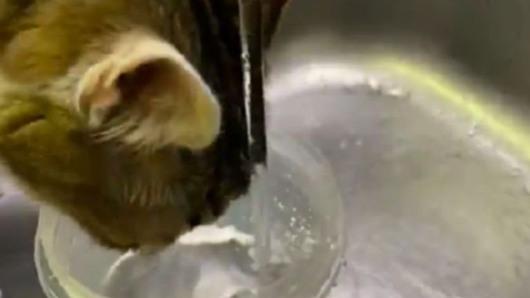 シンクで水を飲む猫