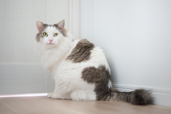 猫が人の手の平に手を置くところ