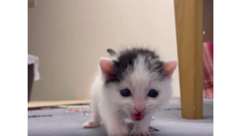 歩いている猫