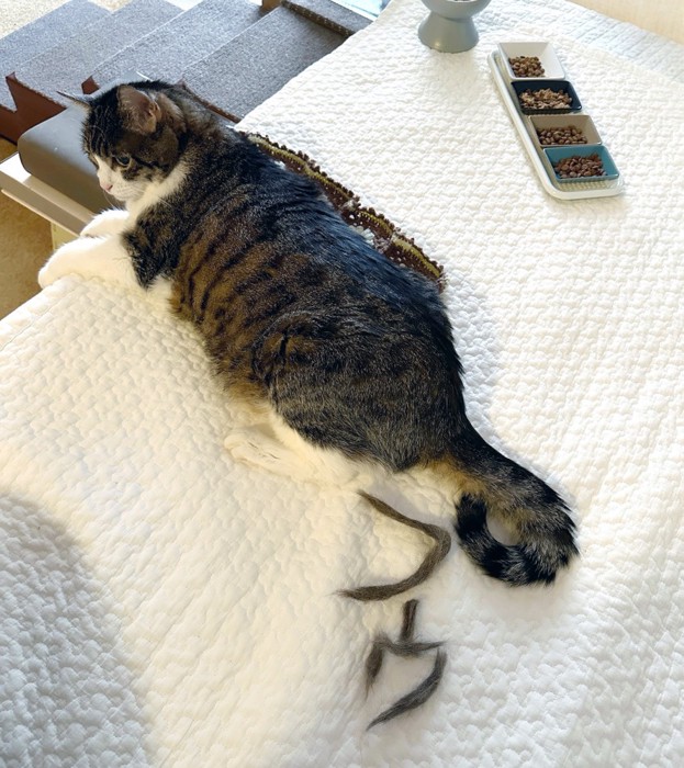 猫の足と抜け毛で作られた「プゥ」の文字