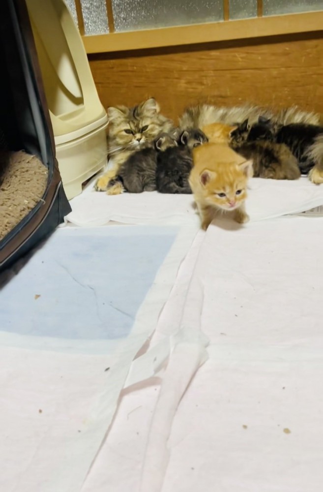 お母さん猫のおっぱいを飲む5匹の子猫と立ち上がる茶トラ子猫
