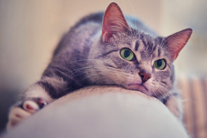 元気がなさそうな猫