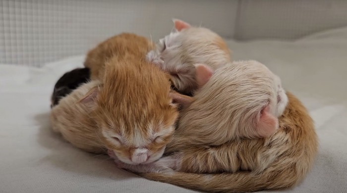 団子状態の子猫