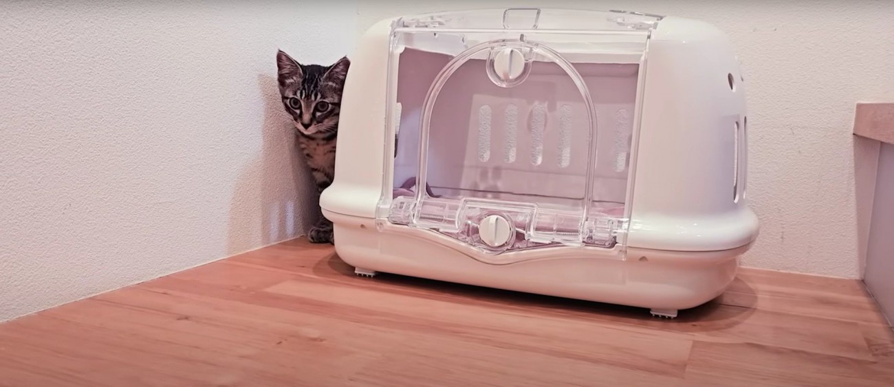 キャリーバッグの横にいる子猫