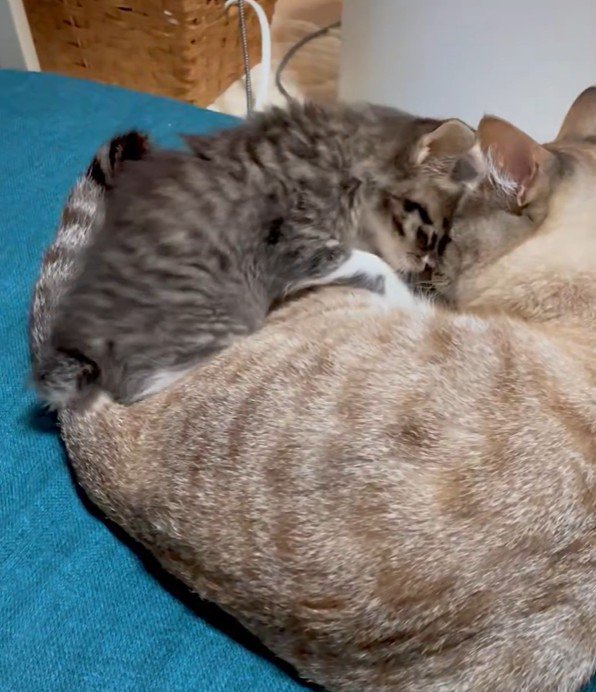 先住猫に近づく子猫